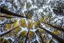 樹冠羞避:為什麼樹冠之間會彼此保持距離 - 幫趣