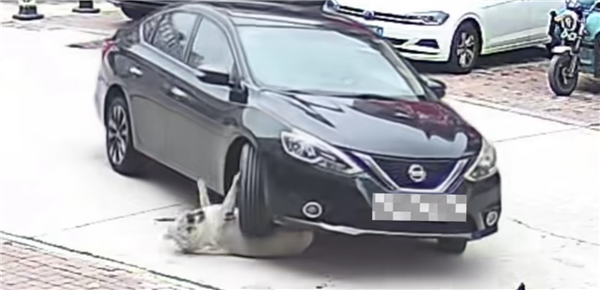 128斤狗被車碾壓因太胖毫髮無損:醫生建議減肥