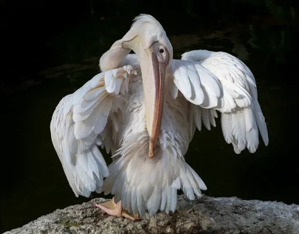 真的想問：下雨天的時候 鳥都在幹什麼呢
