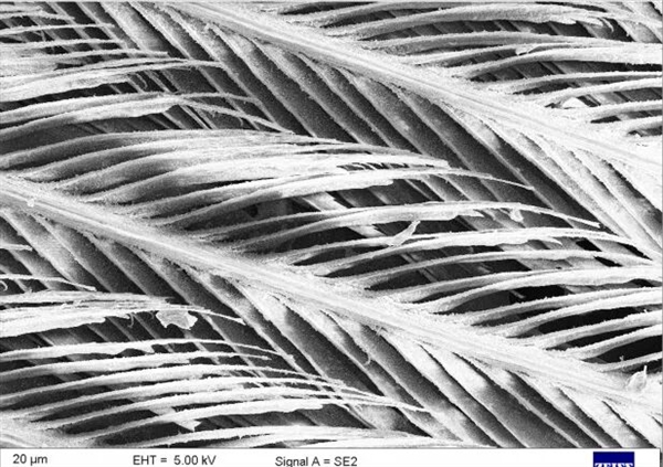 真的想問：下雨天的時候 鳥都在幹什麼呢