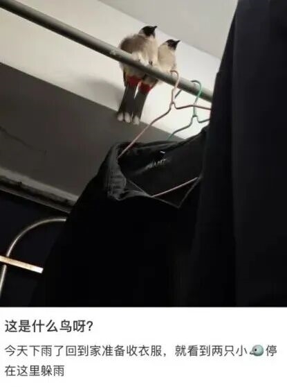 真的想問：下雨天的時候 鳥都在幹什麼呢