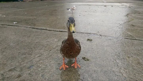 真的想問：下雨天的時候 鳥都在幹什麼呢