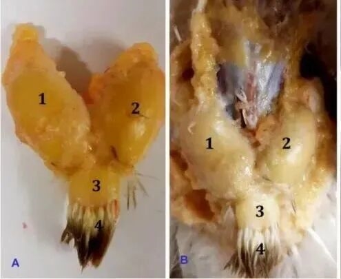 真的想問：下雨天的時候 鳥都在幹什麼呢