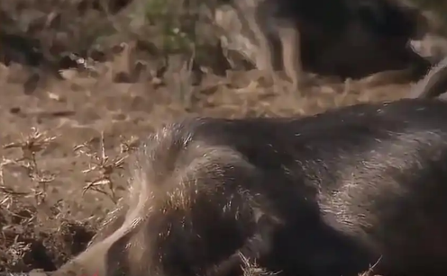 10萬頭黑豬讓沙漠變綠洲 當地迴應:不屬實 全域禁牧