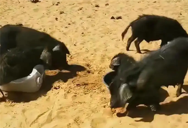 10萬頭黑豬讓沙漠變綠洲 當地迴應:不屬實 全域禁牧